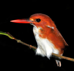 Corythornis madagascariensis 