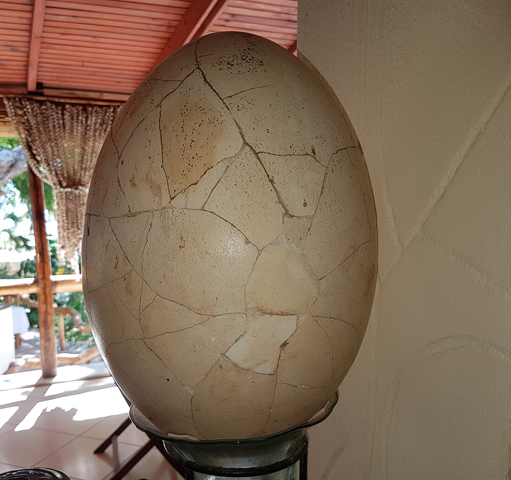 Apparently This Matters: Giant elephant bird egg