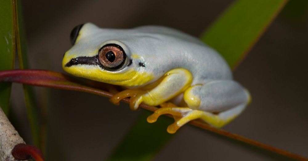 Fruits from Madagascar The sky blue reed frog - MADAMAGAZINE