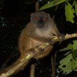 Eulemur fulvus albifrons auf Nosy Mangabe