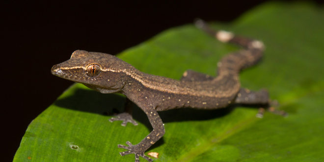 Spezialreservat Nosy Mangabe MADAMAGAZINE