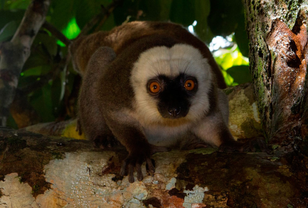 Eulemur fulvus albifrons auf Nosy Mangabe