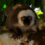 Eulemur fulvus albifrons auf Nosy Mangabe