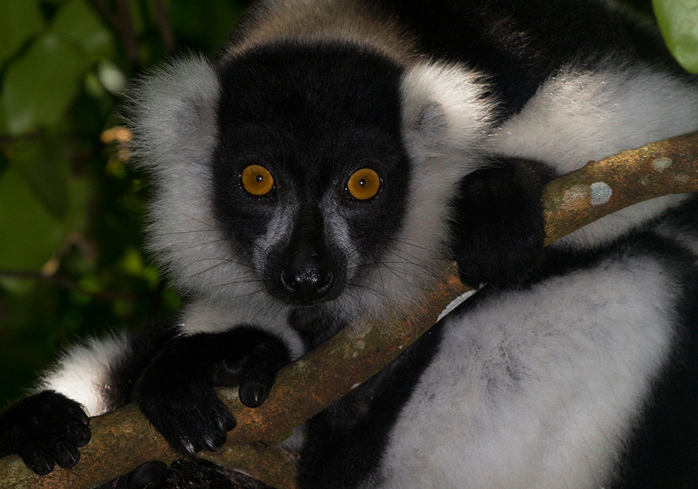 Varecia variegata