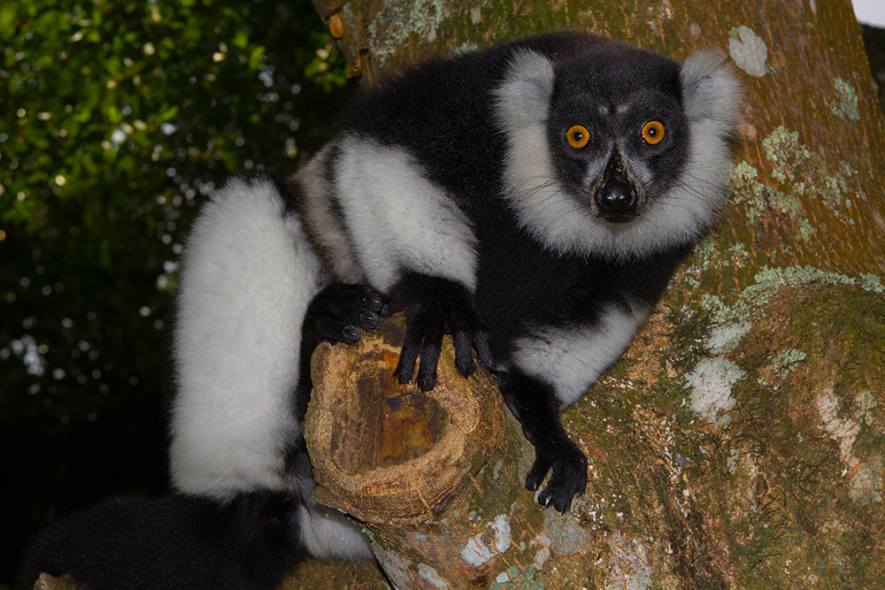 Varecia variegata