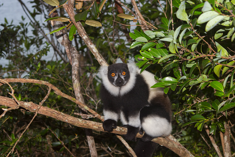 Varecia variegata