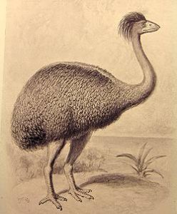 Elefantenvogel