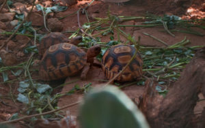 Astrochelys yniphora