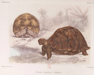 Astrochelys yniphora 