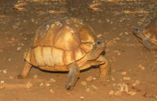 Astrochelys yniphora