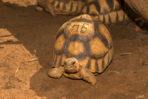 Astrochelys yniphora