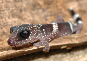 Paroedura masobe