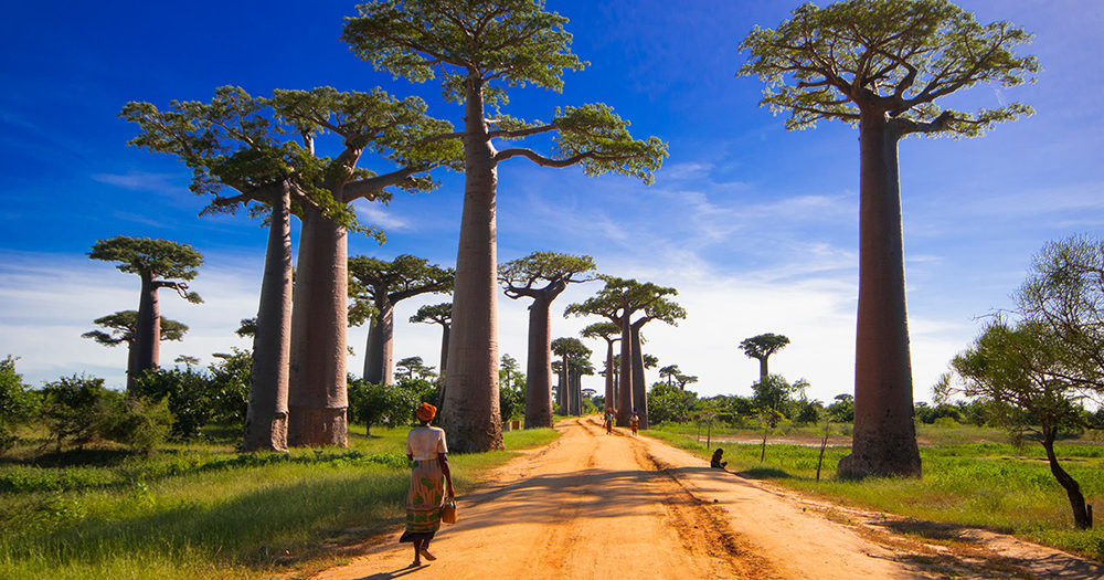 Avenue of Baobabs - MadaMagazine