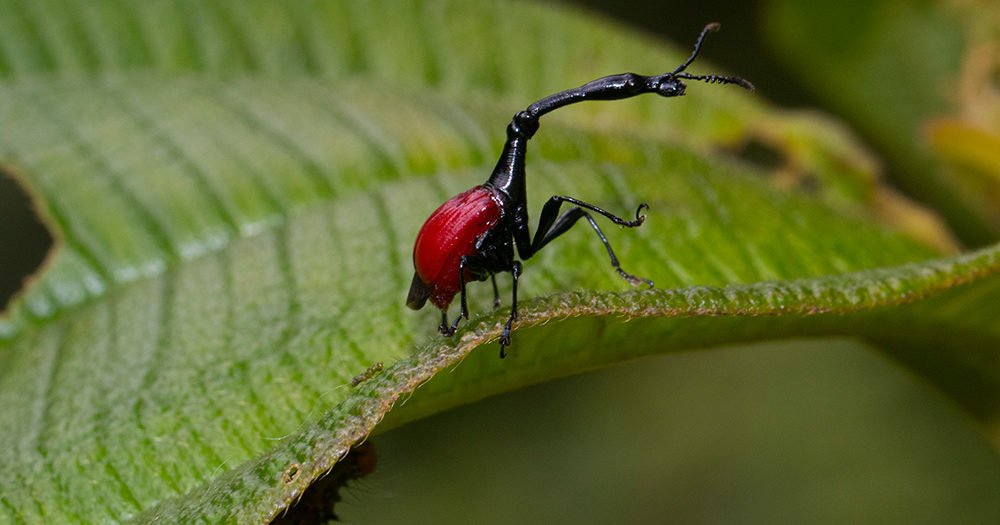 The giraffe necked weevil - MadaMagazine