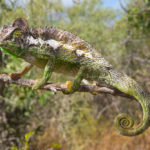 Furcifer verrucosus