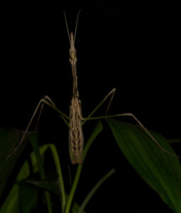 Idolomorpha madagascariensis 