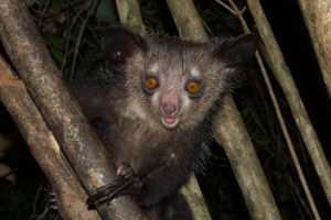 Aye-Aye
