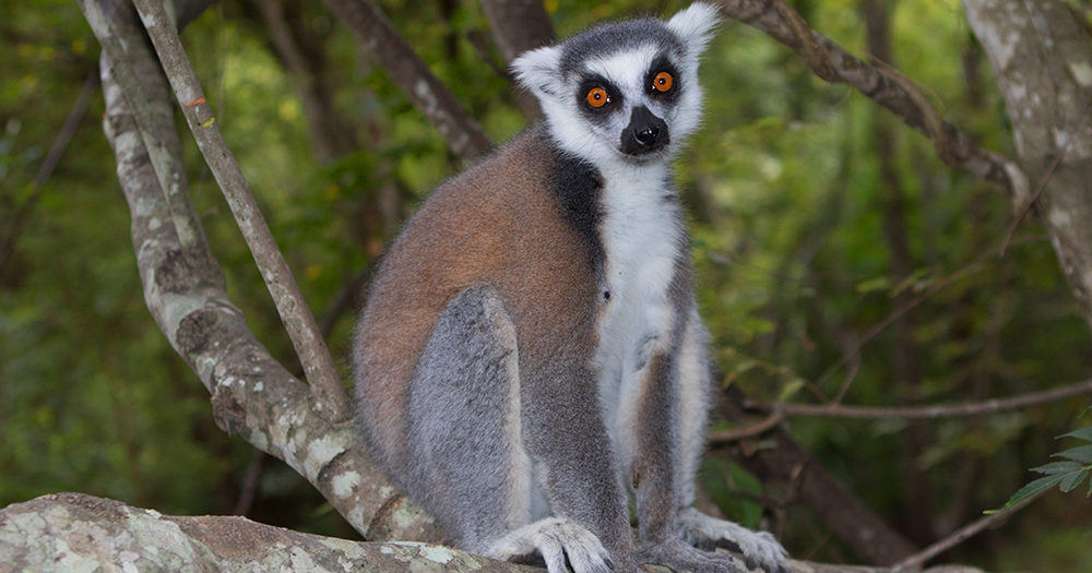 Monnik Biscuit Maak een naam Madagascar's famous ring-tailed lemurs - MADAMAGAZINE