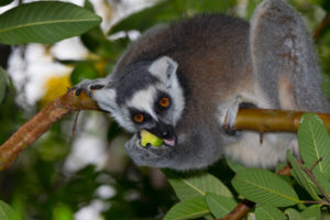 Katta frisst Frucht im Anja Reserve