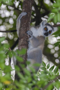 Katta im Anja Reserve schaut hinter Baum hervor