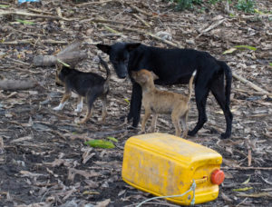 Straßenhunde