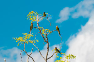 Bienenfresser