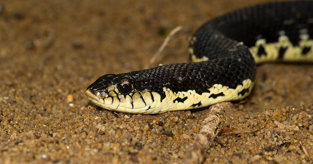 Zombie Snake' Found in NC Gets Nickname From Playing Dead