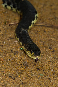 Leioheterodon madagascariensis auf Nosy Mangabe