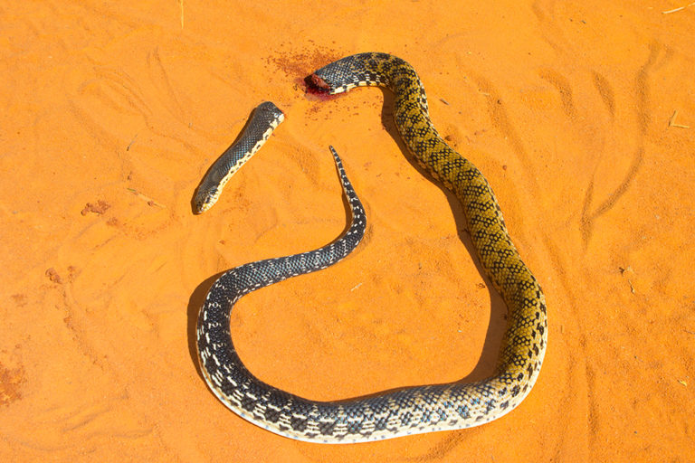 Il serpente d'oca gigante del Madagascar | MADAMAGAZINE | Online Stream