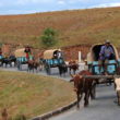 Zebu-Charettes im Hochland