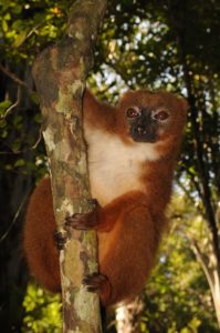 Eulemur rubriventer