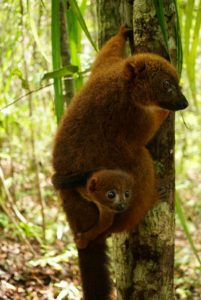 Eulemur rubriventer mit Baby