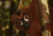 Eulemur rubriventer