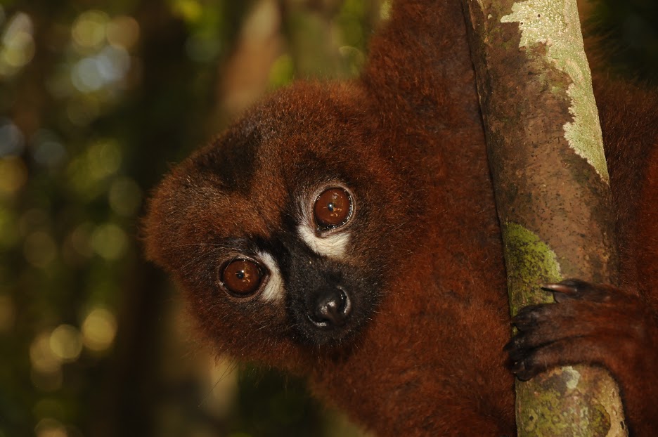 Eulemur rubriventer