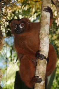 Eulemur rubriventer 