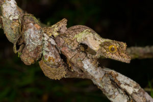 Uroplatus sikorae