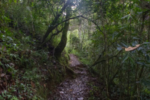 Anjozorobe Weg im Wald