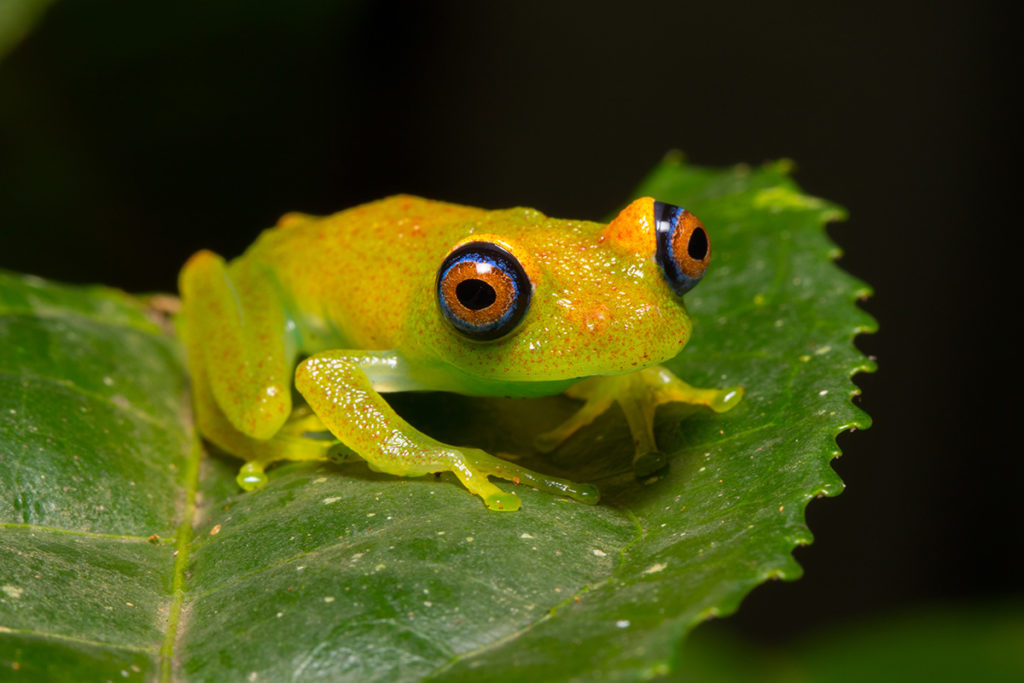 Boophis
