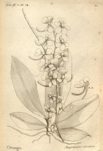 Aerangis citrata 