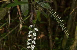 Aerangis citrata