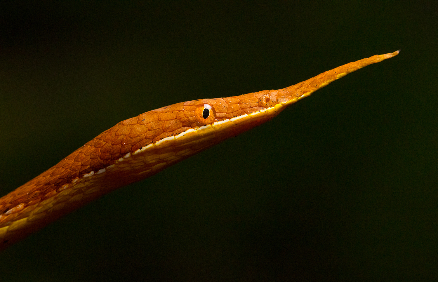The Malagasy leaf-nosed snake - MadaMagazine