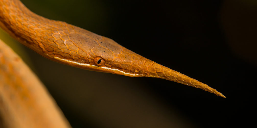 The Malagasy leaf-nosed snake – MADAMAGAZINE
