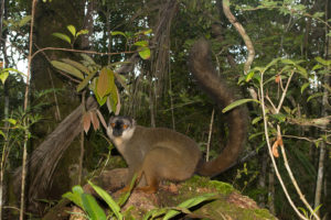 Saha Maintsoanala Eulemur fulvus