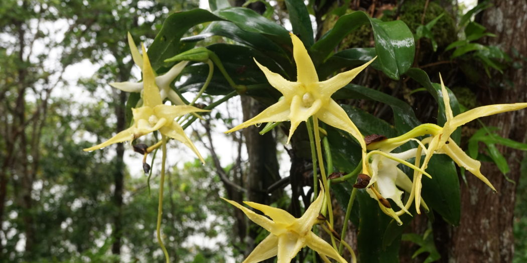 Bisherige Pflanzen Der Woche Der Stern Von Madagaskar Botanischer Garten Tu Dresden