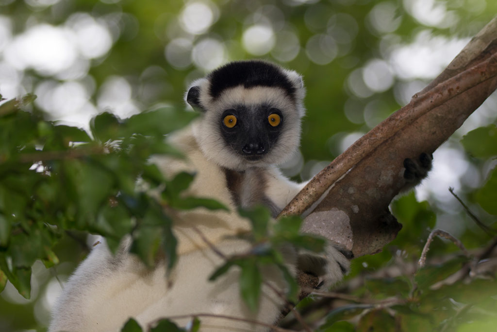 Larvensifaka in Kirindy