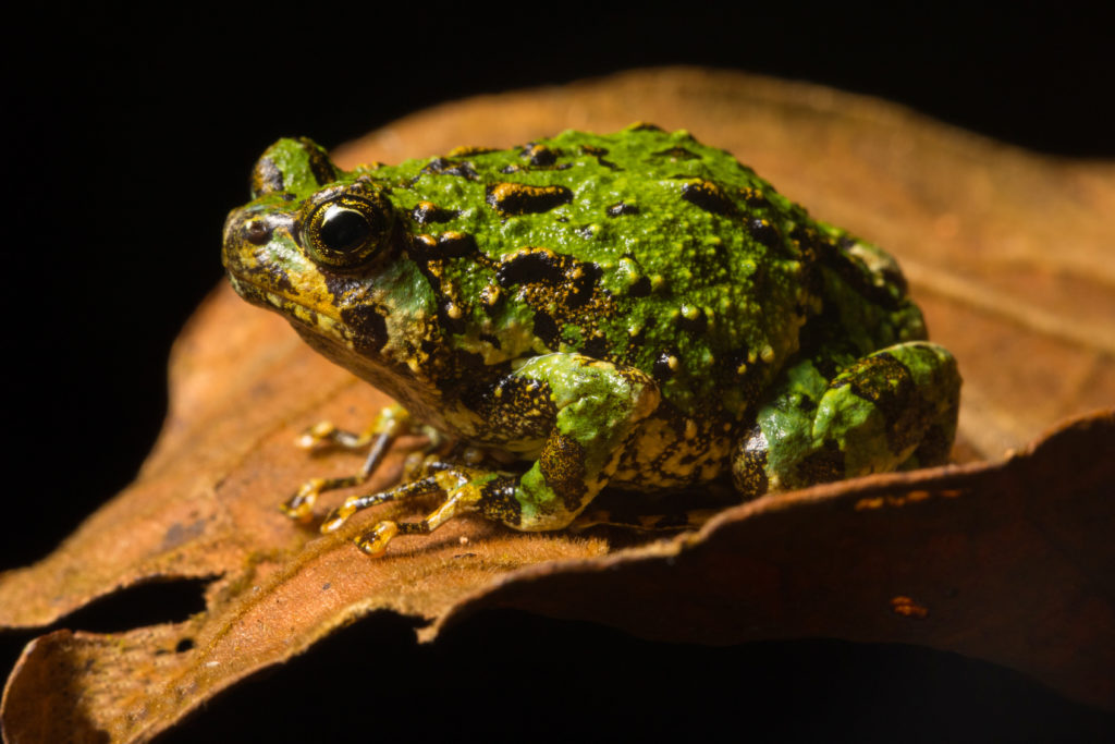 Scaphiophryne marmorata