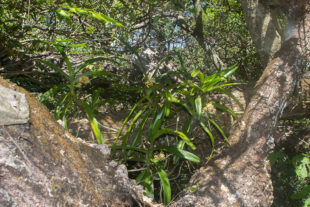 Orchidee, Acampe pachyglossa, in Ankarafantsika