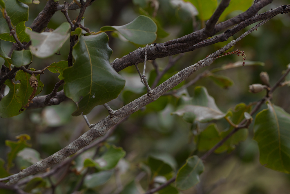 Der wandelnde Ast, Achrioptera impennis MADAMAGAZINE