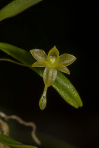 Orchidee, Angraecum ochraceum