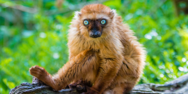 10 facts about lemurs